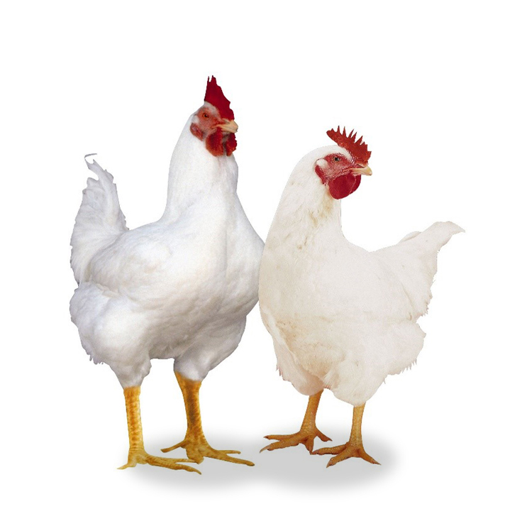 فروش مرغ و خروس پایان دوره