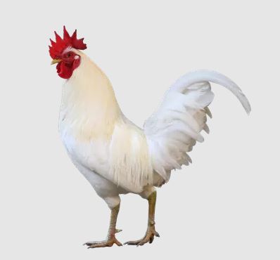 مزایده خروس مولد و حذفی 