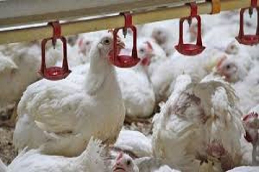 حمایت از تولیدکنندگان مرغ کشور با تامین و ارسال نهاده‌های دامی