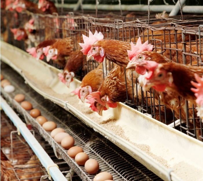 سندروم افت تولید تخم مرغ (EDS)