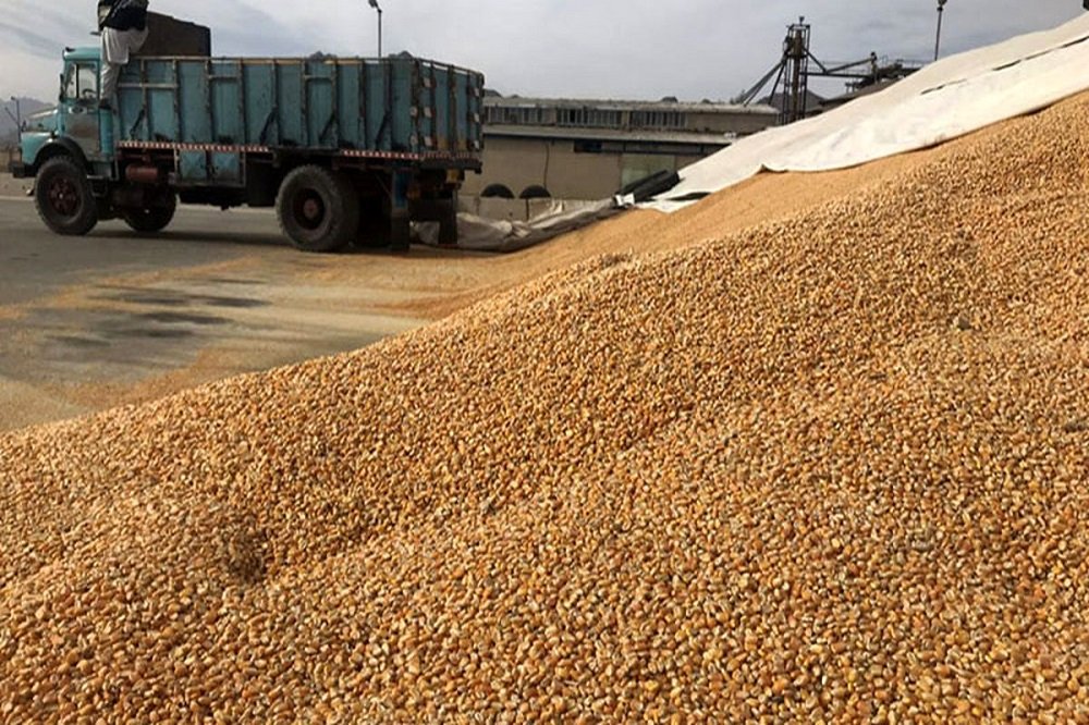 عرضه نهاده های دامی به ده برابر تقاضا رسید