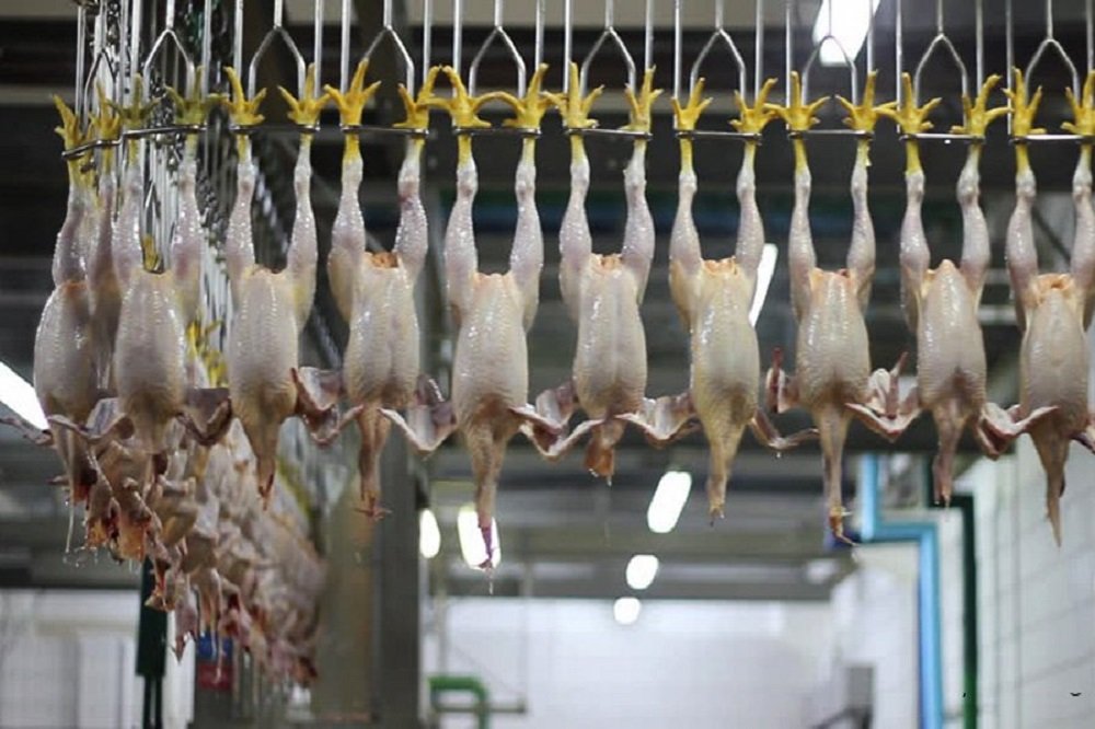 افزایش عرضه عامل اصلی افت قیمت مرغ در بازار است