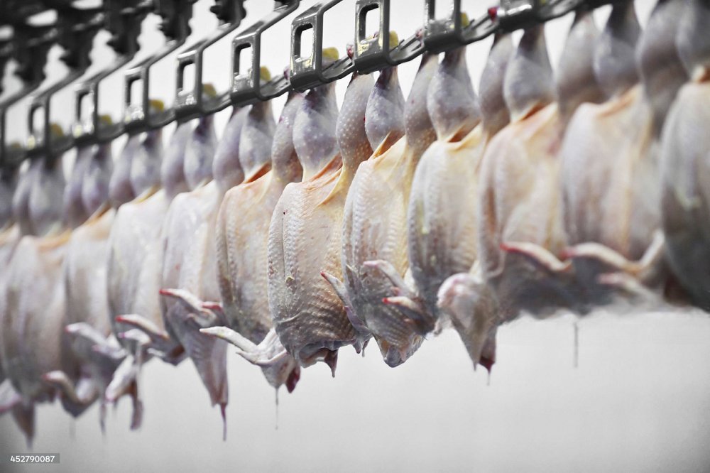 ثبات قیمت گوشت مرغ در پی جوجه‌ریزی ۵ میلیون قطعه‌ای در بهمن‌ماه