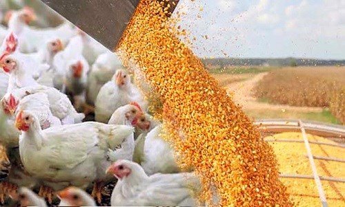 خرید تضمینی مرغ مازاد و تأمین نهاده‌ها در راستای حمایت از تولید