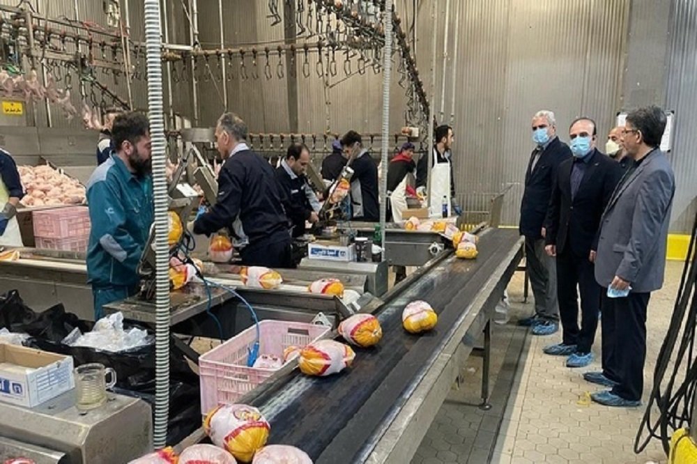 رشد ۳۰ درصد تقاضا برای خرید مرغ در بازار