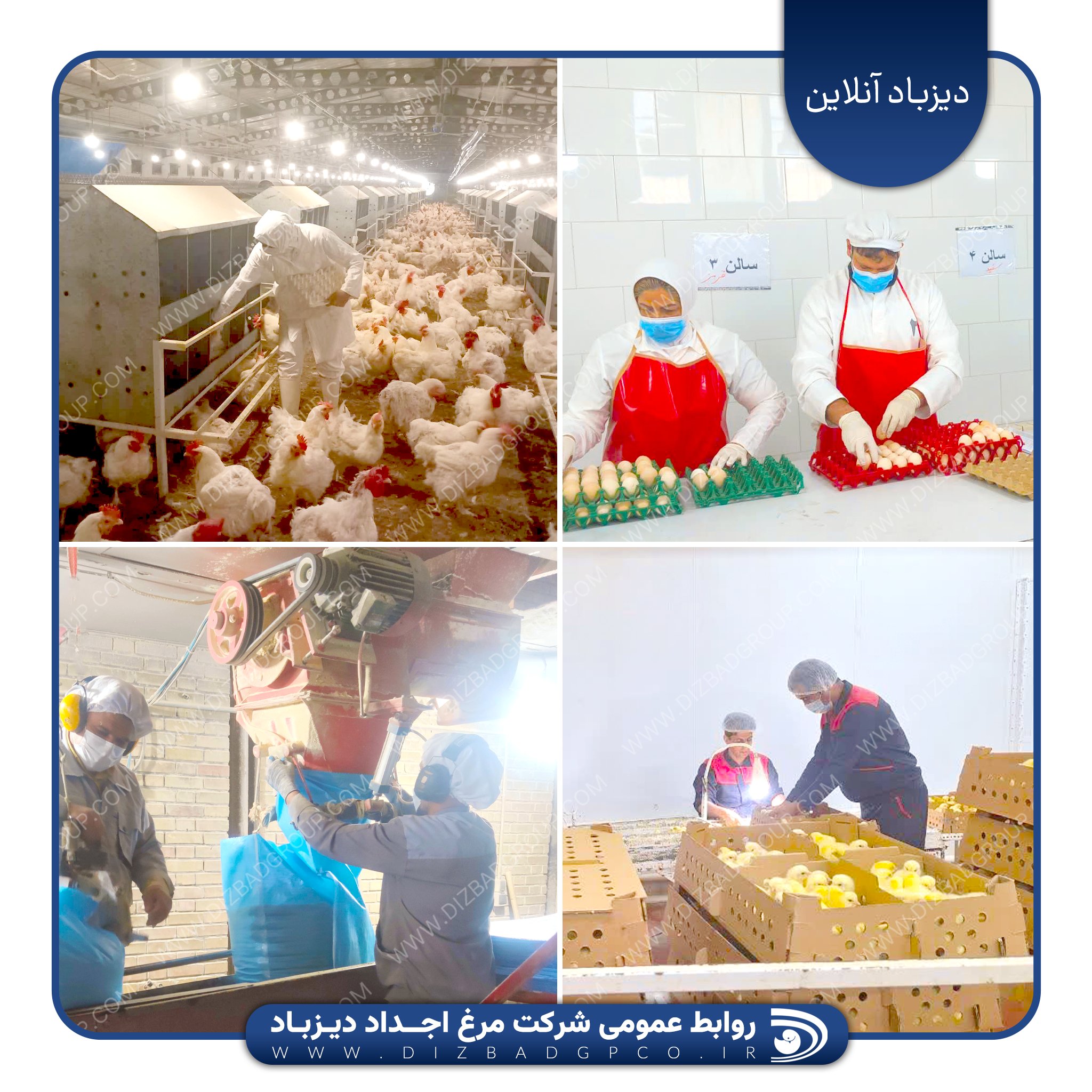 جریان پایدار تولید، رسالتی بنیادین برای شرکت مرغ اجداد دیزباد