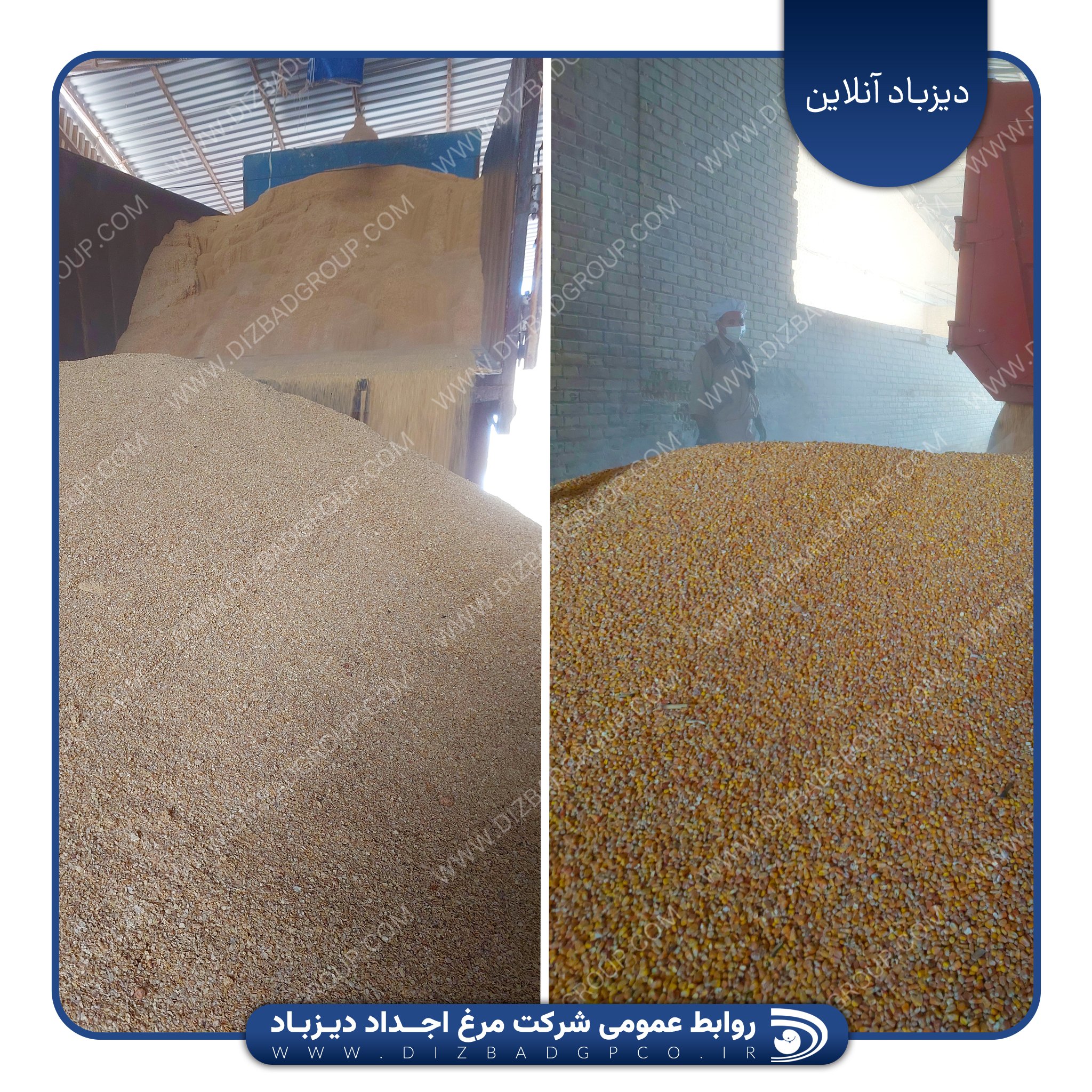 اقدام موثر مدیران و کارکنان شرکت اجداد دیزباد در تامین نهاده