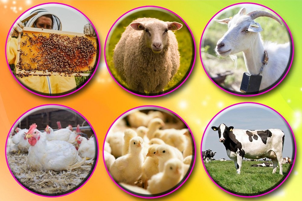 حفاظت از ذخایر ژنتیکی دام وطیور تضمینکننده امنیت غذای پایدار است