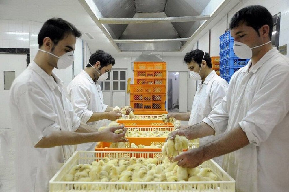 جوجه ریزی مرغ گوشتی در قم افزایش یافتهاست