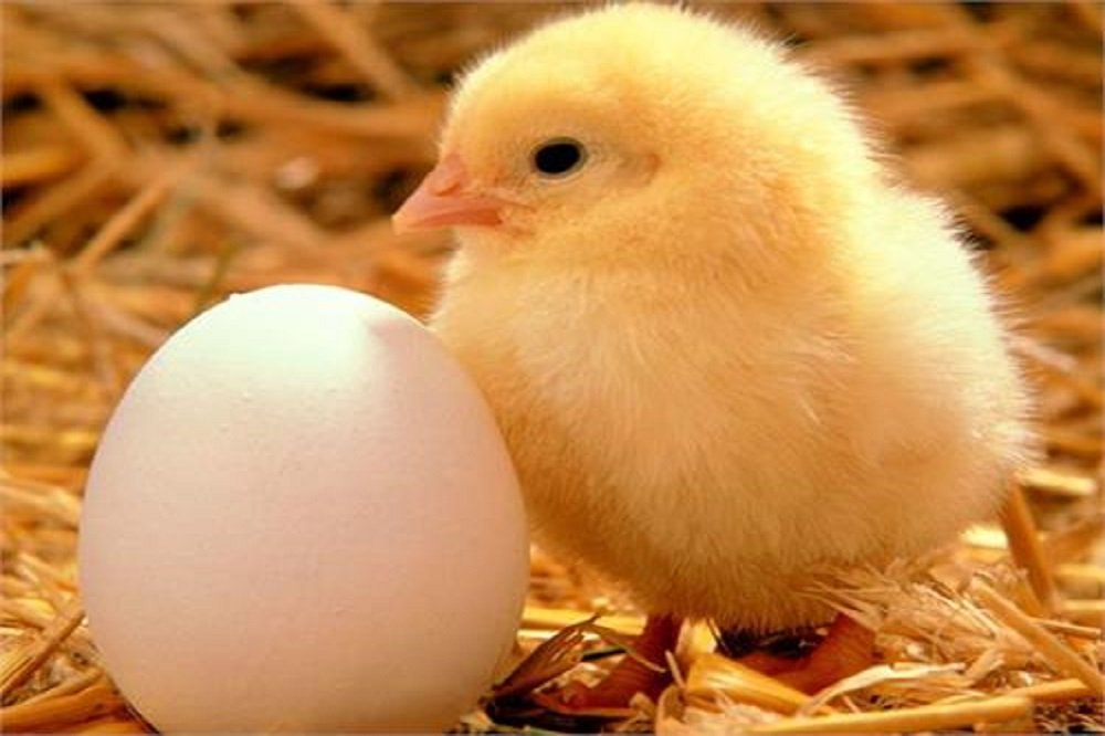 افزایش ۲۵ درصدی جوجه ریزی در خوزستان
