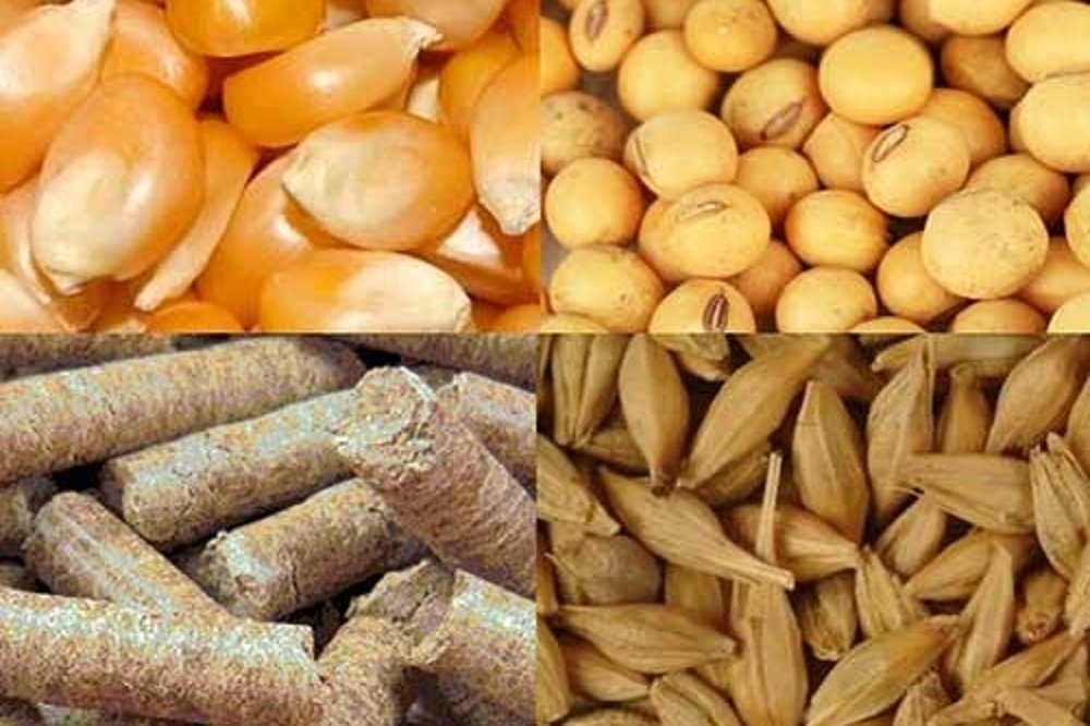خراسانرضوی سالانه به یک میلیون و ۲۰۰ هزار تن نهاده دامی نیاز دارد