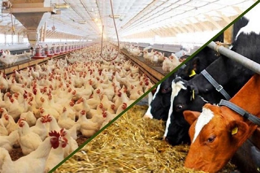 ۶۱ درصد کارخانجات دام، طیور و آبزیان رتبهبندی شدند