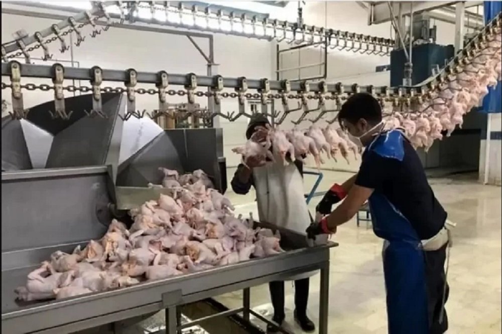 قطعی برق بازار مرغ را مختل میکند