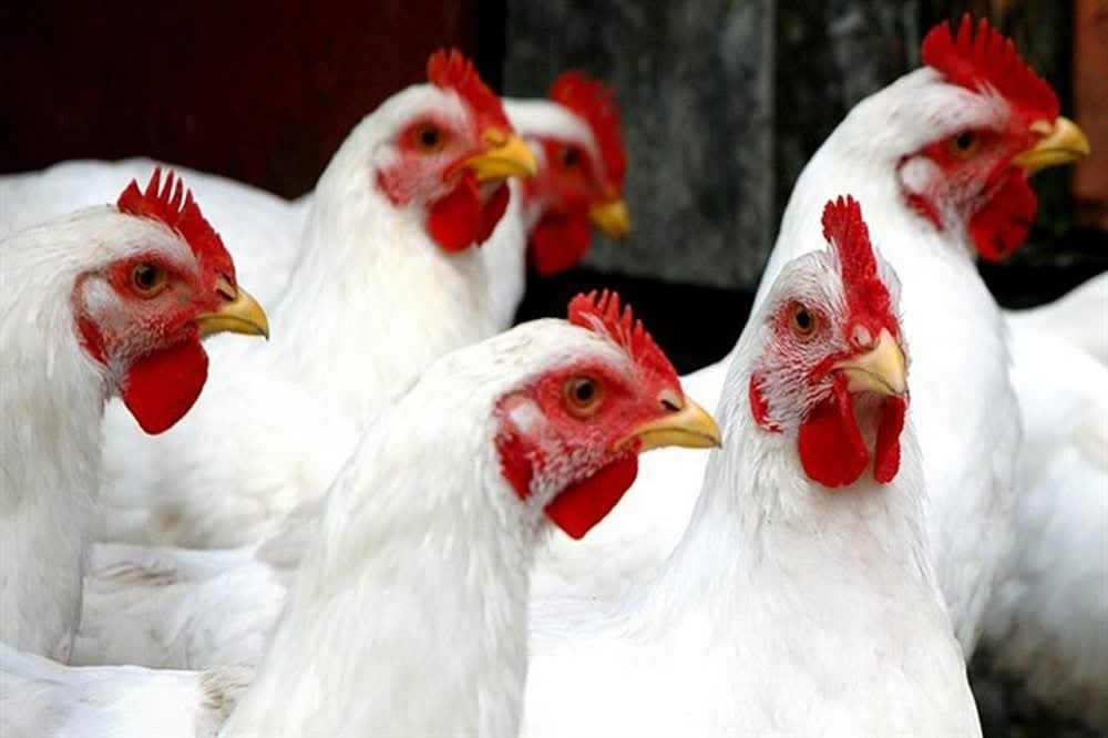 ضرورت جمع آوری و خرید حمایتی روزانه ۲ هزارتن مرغ از سطح بازار
