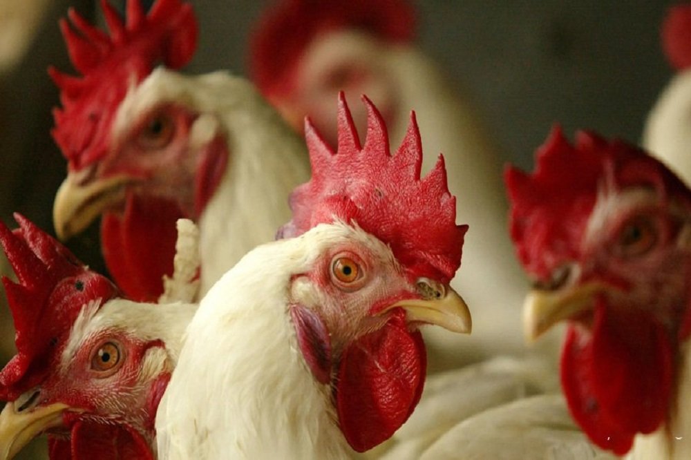 پرواز مرغ گلستان به سوی بازارهای جهانی