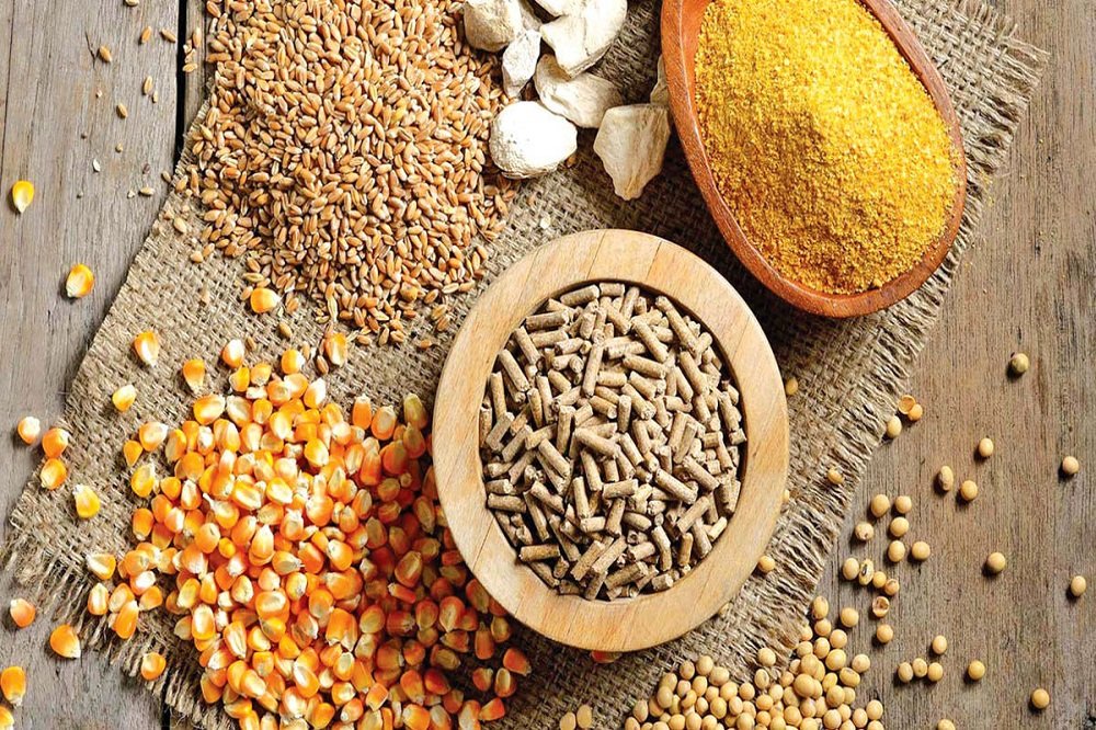 عرضه نهادههای دام و طیور زیر قیمت مصوب