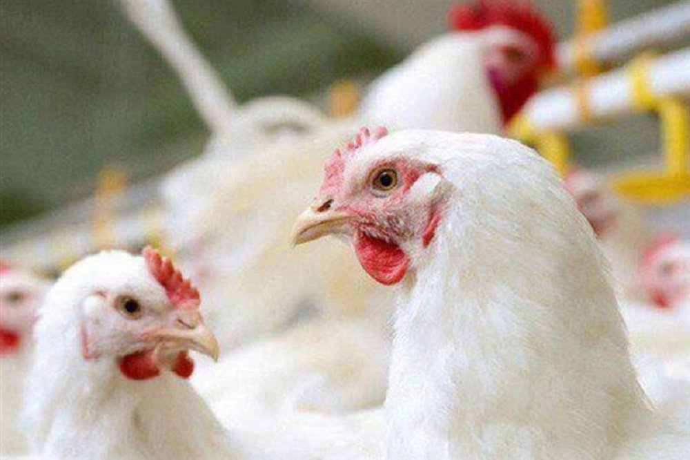 قیمت تمام‌شده تولید مرغ با نرخ فروش همخوانی ندارد!