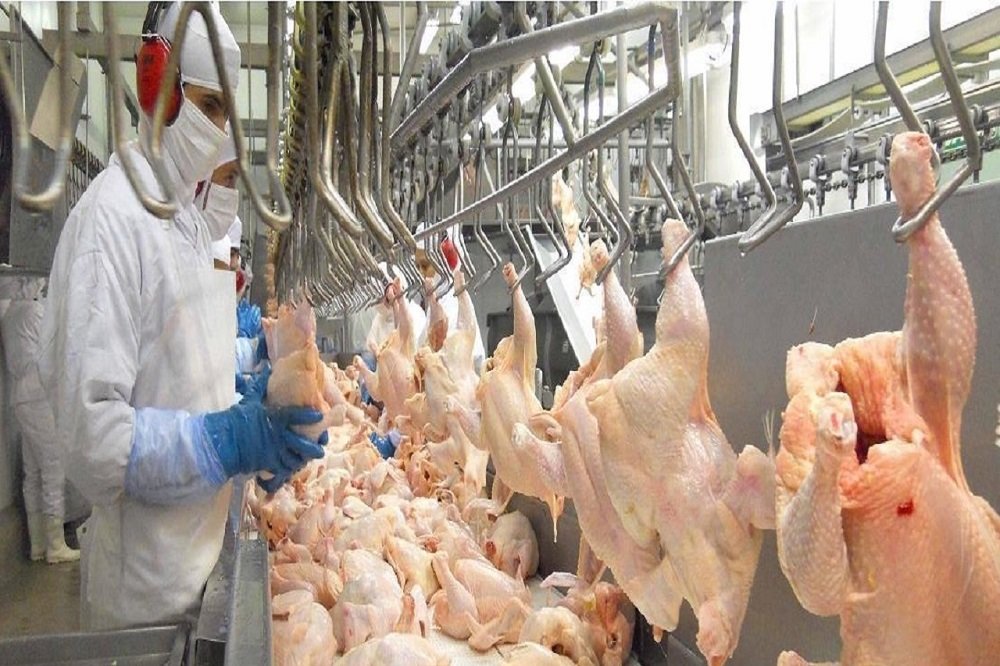 افزایش چشمگیر عرضه مرغ به بازارهای تهران و سایر استانها