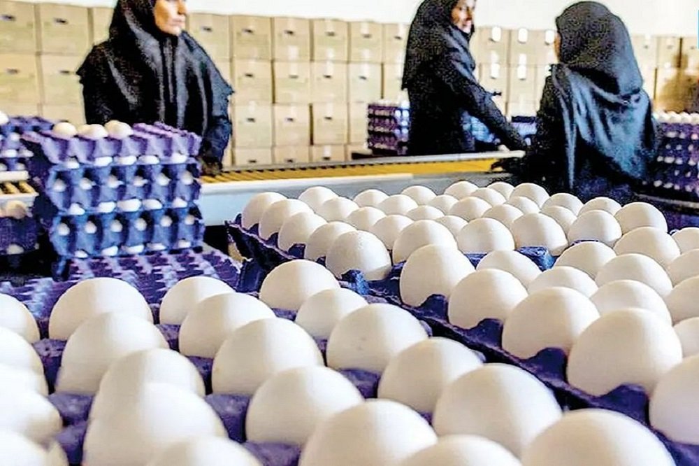 صادرات ۶۵ درصد تخممرغ مازاد به استانهای همجوار