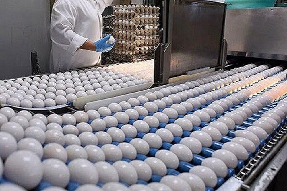 ایران در ۳ کشور، پایانه فروش تخممرغ راهاندازی کرد