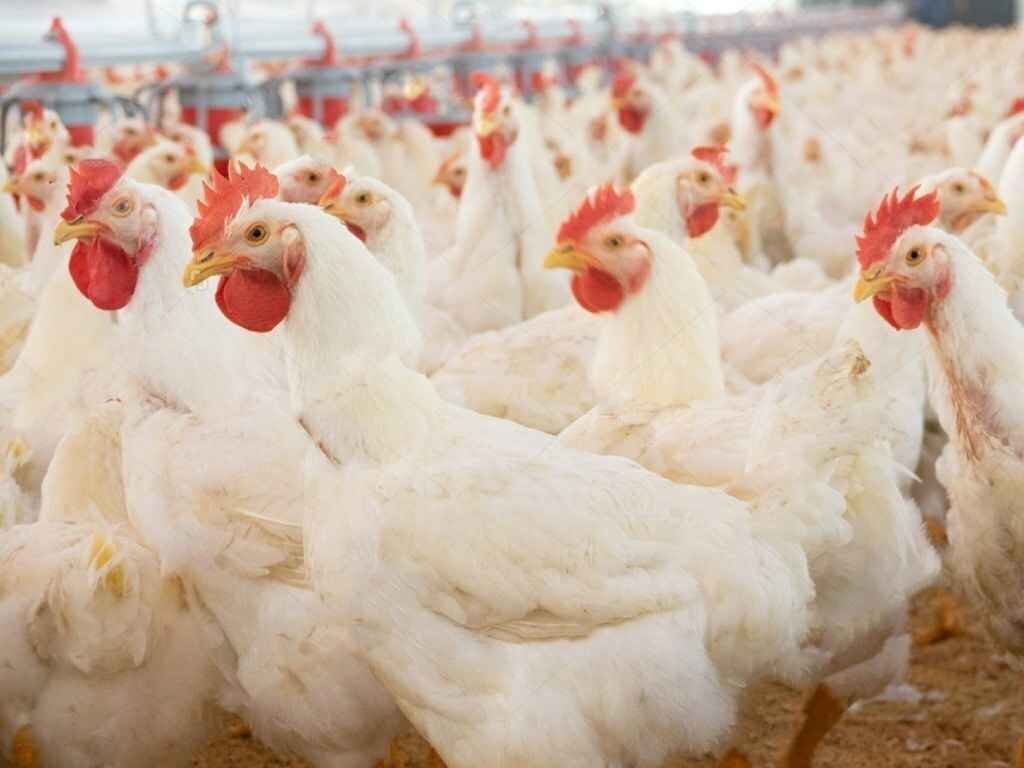 ایران خودکفا شد اما بازار مرغ هنوز گرفتار سنتی‌گری و نوسان قیمت‌ها