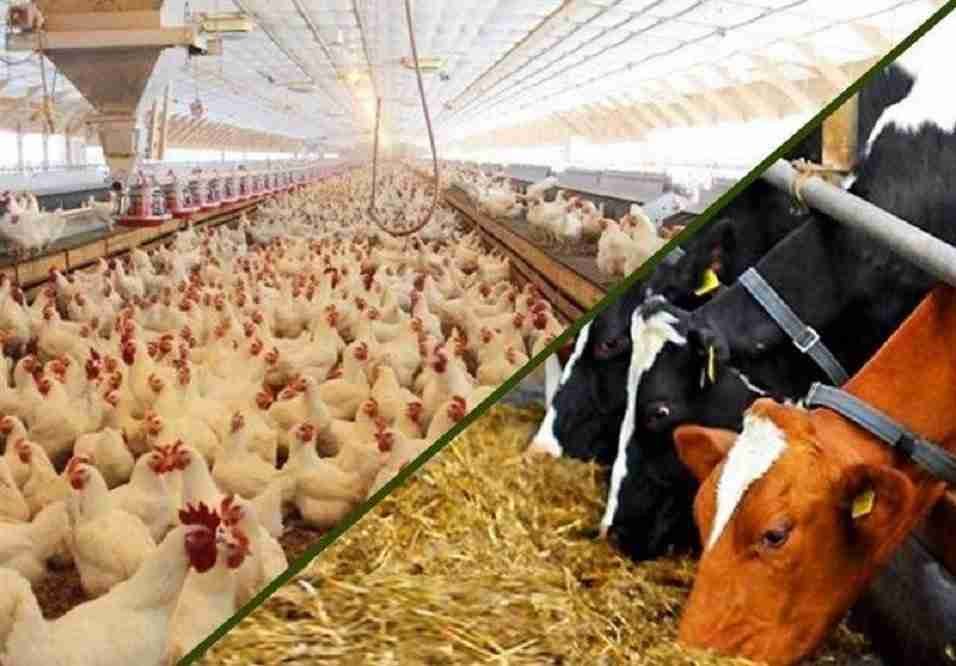 رئیس‌جمهور به موضوع گرانی نهاده‌های کشاورزی ورود کند