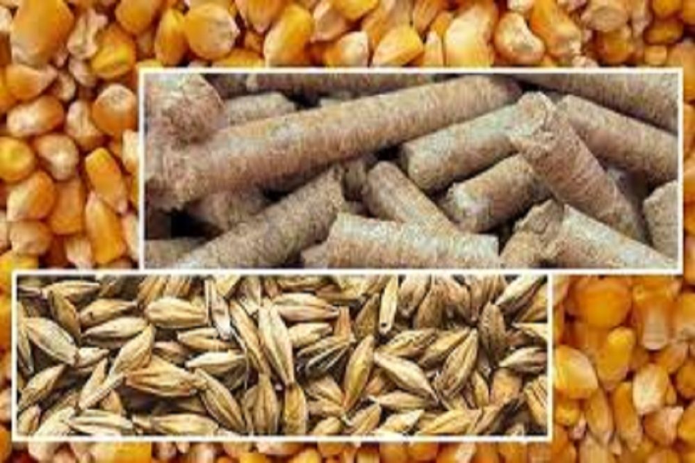رفع مشکلات تامین نهاده‌های دامی در دستور‌کار وزارت جهادکشاورزی