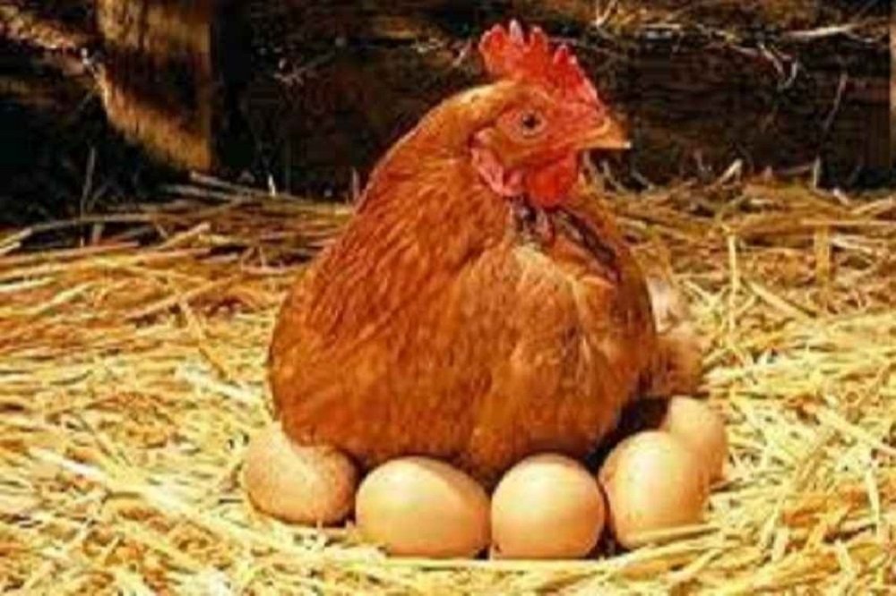 وضعیت تأمین مرغ و تخم مرغ در خراسان رضوی مطلوب است