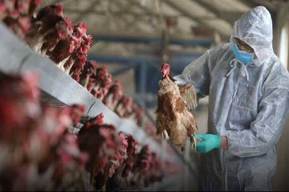 پاسخ معاون وزیر بهداشت به هشدار WHO برای شیوع یک بیماری در ایران