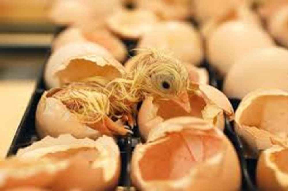 فناوری X-Streamer، ایران جهشی ۲۵ ساله در صنعت جوجه‌کشی را رقم زد