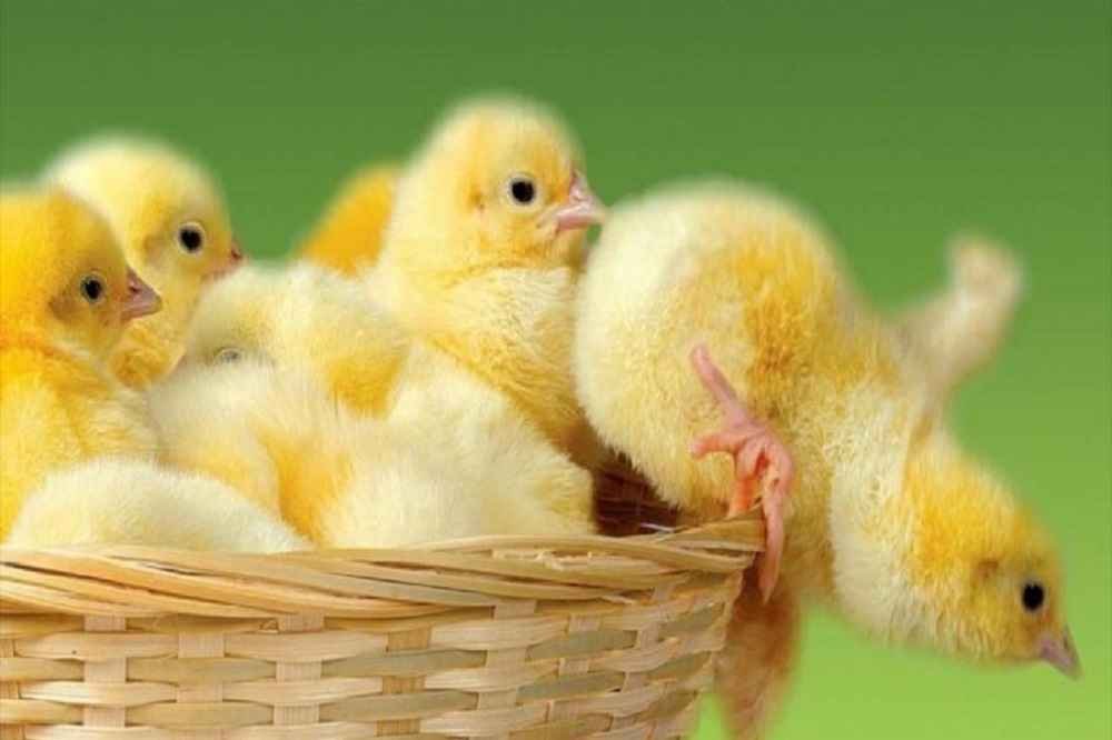 آمار جوجه ریزی مهرماه ۱۵۰ میلیون قطعه است