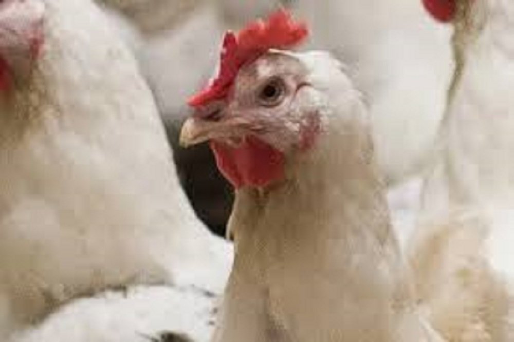 ممنوعیت خروج مرغ از استان‌ها لغو شد