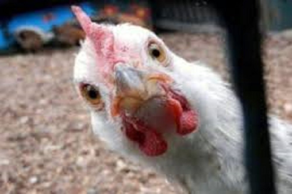 هشدار وزیر جهاد کشاورزی به مرغداران...قیمت مرغ تا پایان سال ثابت می‌ماند