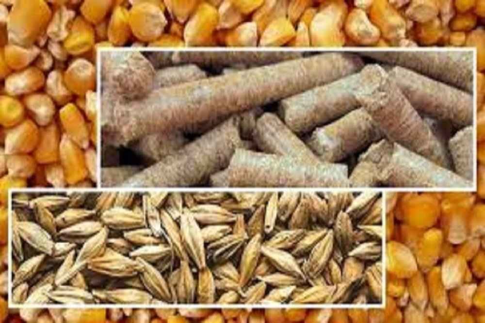 تامین نهاده دامی با نرخ مصوب تعریفی ندارد