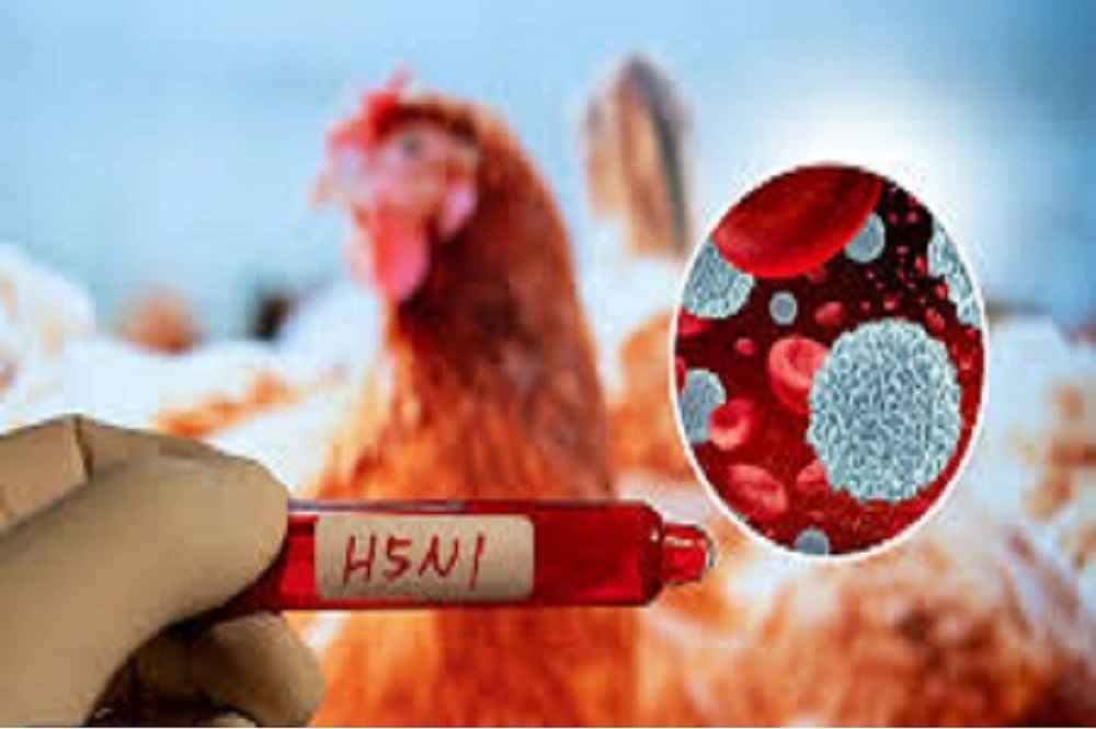 هشدار پیشگیری ازشیوع آنفلوآنزای فوق حاد پرندگان در خراسان رضوی