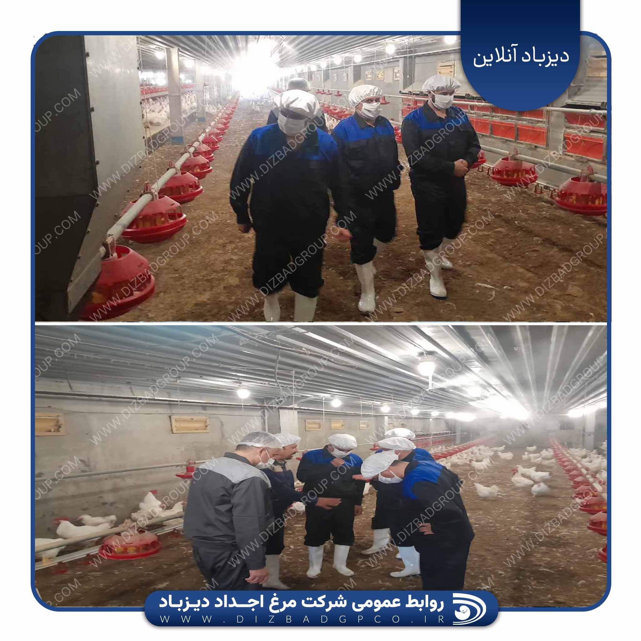 بازدید دکتر فرجی مدیرکل محترم دفتر طیور وزارت جهادکشاورزی و هیات همراه به میزبانی مدیران ارشد شرکت مرغ اجداد دیزباد از واحدهای تولیدی سویه ملی آرین