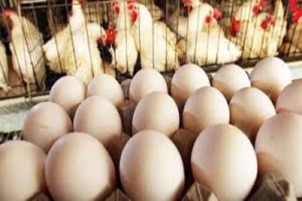 بازار مرغ و تخم‌مرغ تحت تاثیر کمبود نهاده‌ها است