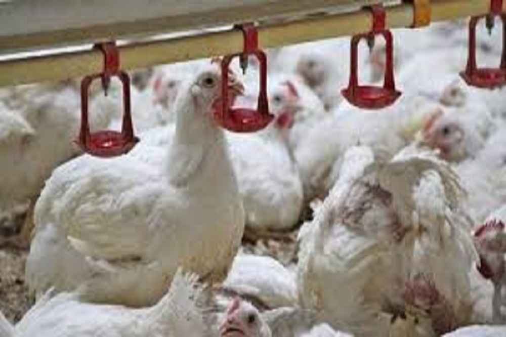 پیش بینی کاهش ۲۰ درصدی تولید مرغ در اثر کمبود نهاده دامی