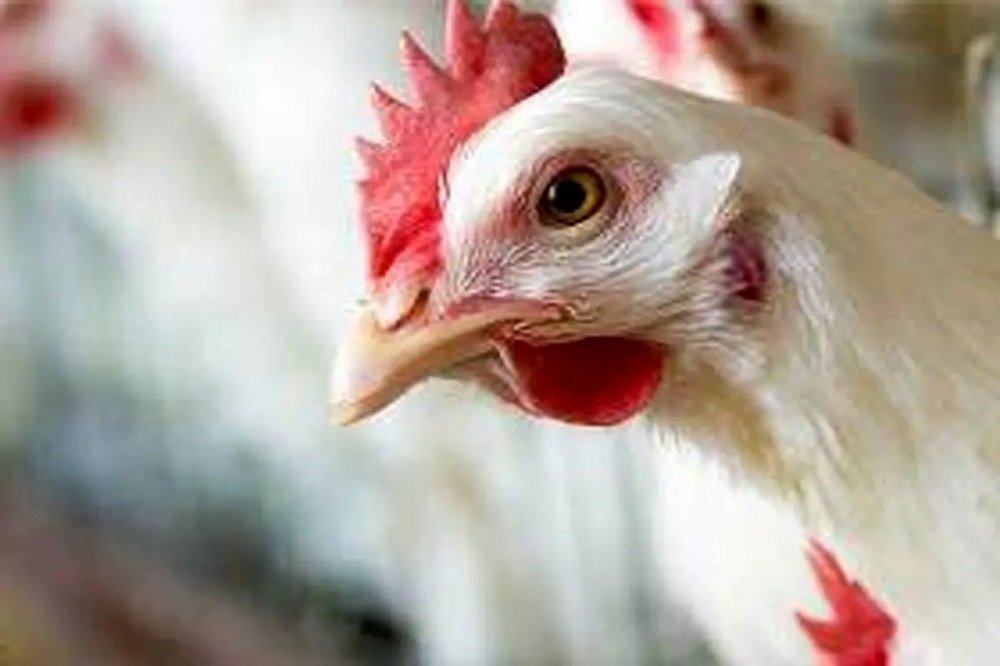 به هیچ عنوان هورمون یا ماده مخدر در مرغ‌های ایران استفاده نمی‌شود