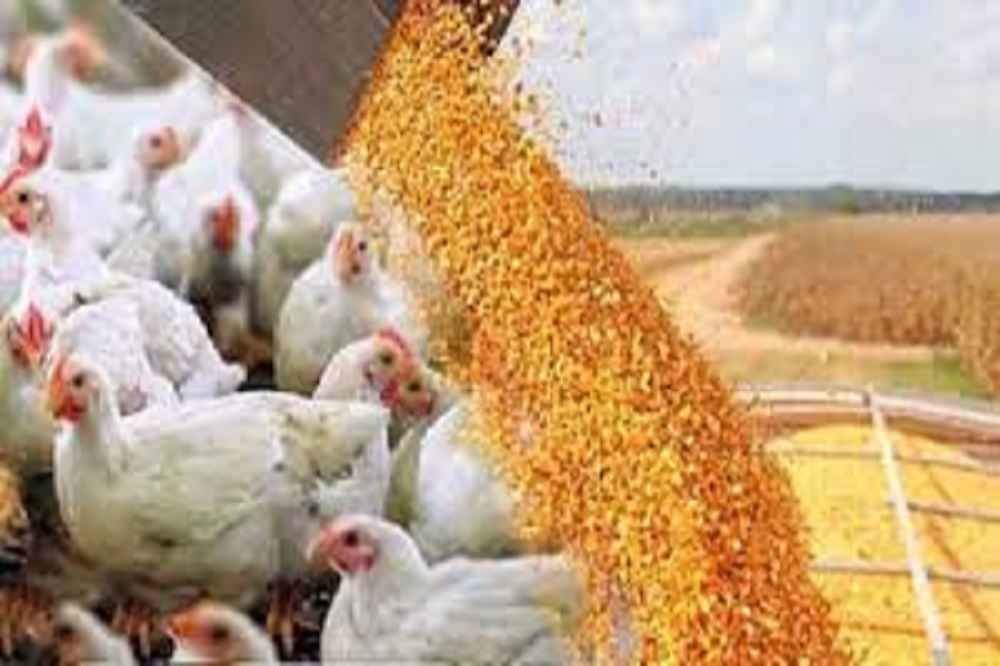 تامین ۴۰ درصد نهاده دامی از طریق سامانه بازارگاه در آبان ماه