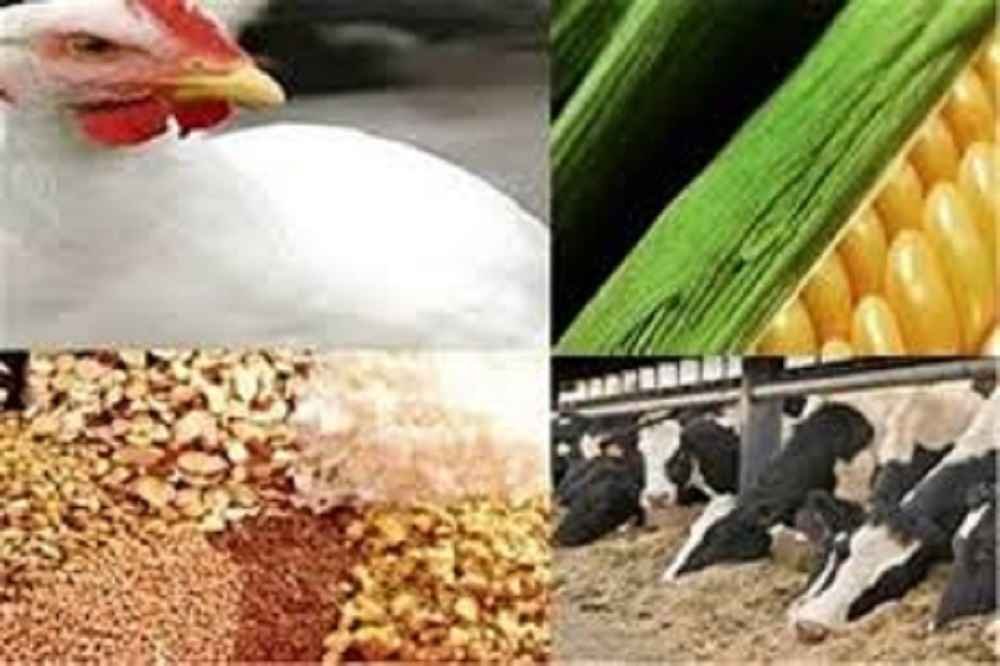 خراسان رضوی؛ قطب تولید خوراک دام، طیور و آبزیان در کشور