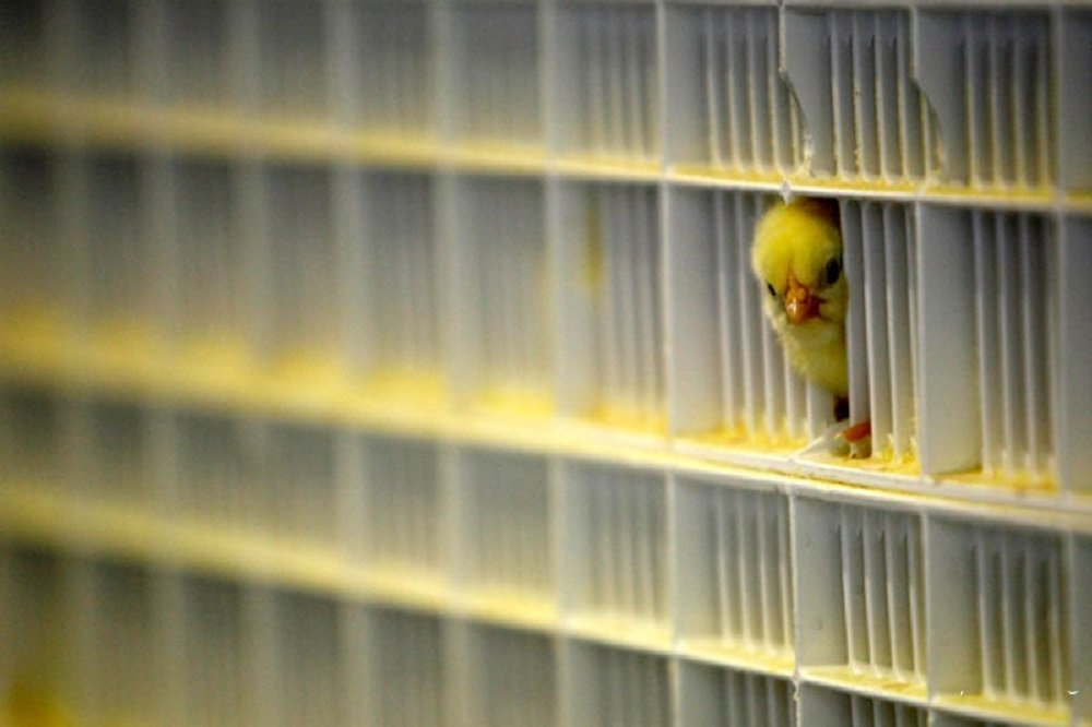 جوجه‌ریزی ادامه دارد، اما نهاده نیست