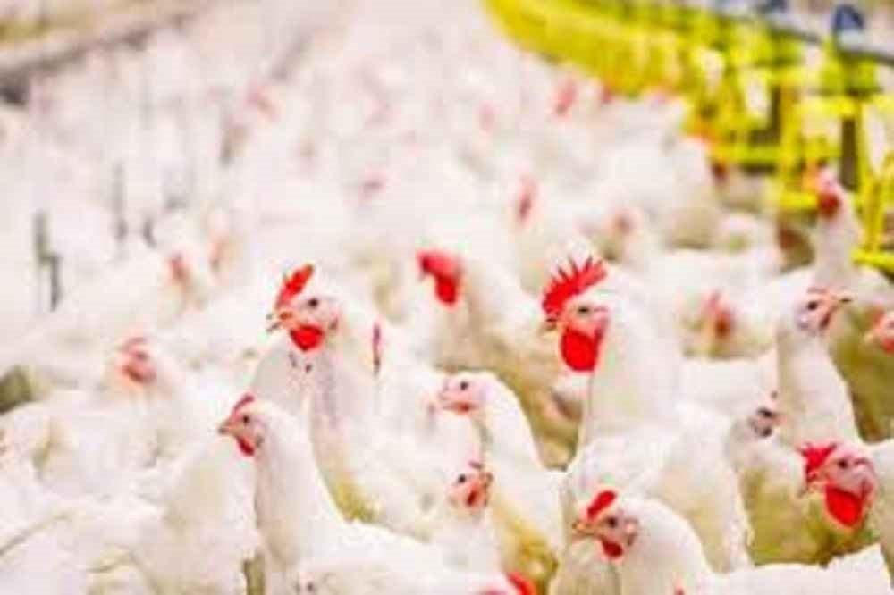 فشار تورم و قیمت‌گذاری دستوری تأمین مالی تولید را متوقف می‌کند