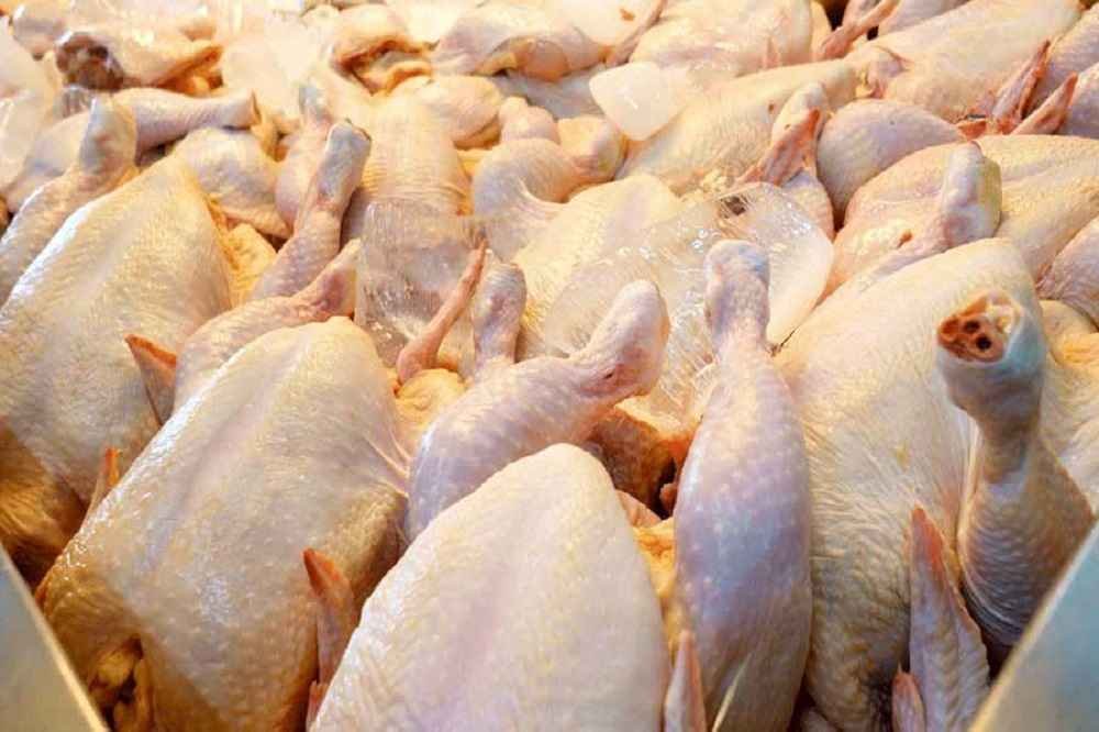 گرانی مرغ ارتباطی به مرغدار ندارد