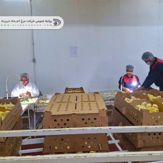 دقت در جزئیات، تخصص در اجرا؛ نگاهی به فرآیند عملیاتی حساس در کارخانه جوجه‌کشی ثامن